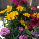 Pflanzen Mix Sommer stehend und hängend