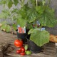 Gemüse Garten Mix