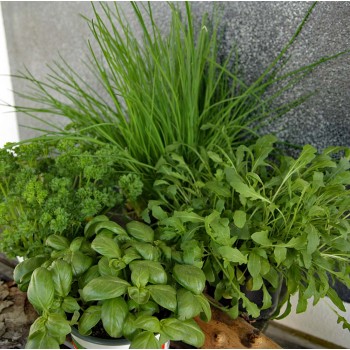 Kleiner Kräuter Garten Mix