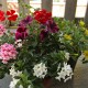 Pflanzen Mix Sommer hängend