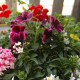 Pflanzen Mix Sommer hängend