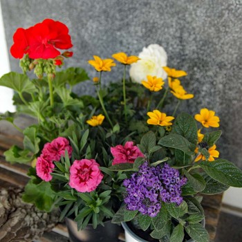 Pflanzen Mix Sommer stehend