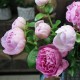 XXL Pfingstrosen rose
