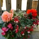 Pflanzen Mix Sommer schattiger Standort
