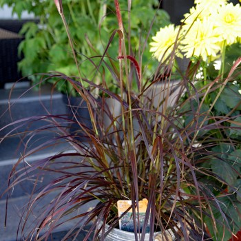 XXL Lampenputzergras Pennisetum rot