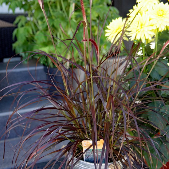 XXL Lampenputzergras Pennisetum rot