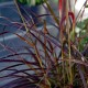 XXL Lampenputzergras Pennisetum rot