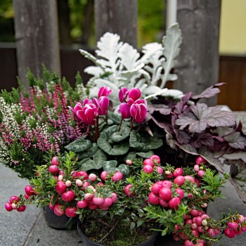 Herbst Pflanzen Mix rose violett
