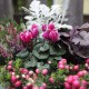 Herbst Pflanzen Mix rose violett