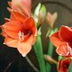 Amaryllisblüten