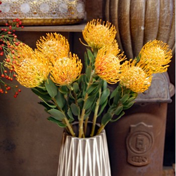 Protea orange