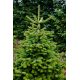 Bio Weihnachtsbaum ca. 1,65-1,75 Meter aus Bayern
