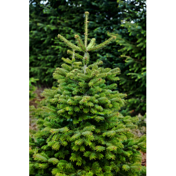 Bio Weihnachtsbaum ca. 1,65-1,75 Meter aus Bayern