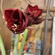 Amaryllisblüten