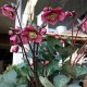 XXL Christrose pink ca. 60cm