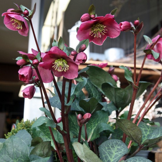 XXL Christrose pink ca. 60cm