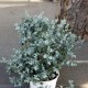 XXL Eukalypthus Busch