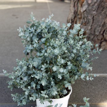 XXL Eukalypthus Busch