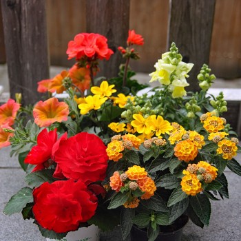 Indian Sommer Pflanzen Mix stehend und hängend