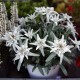Edelweiss