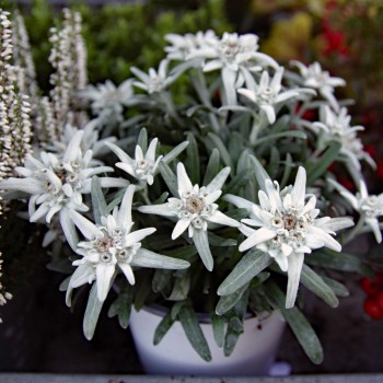 Edelweiss