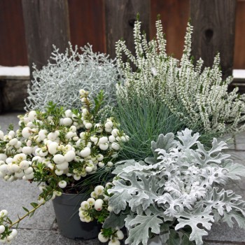 Herbst Mix cool white