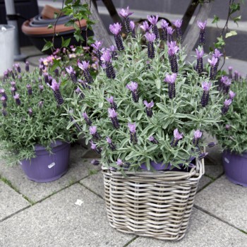 Schopf Lavendel Busch