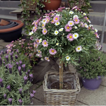 XXL Margeriten Hochstamm rosa