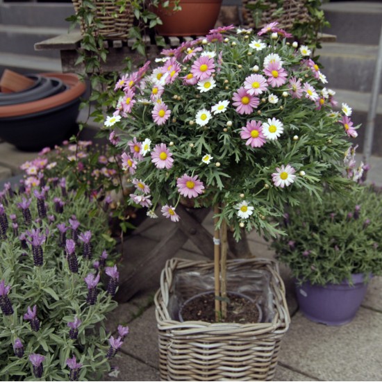 XXL Margeriten Hochstamm rosa