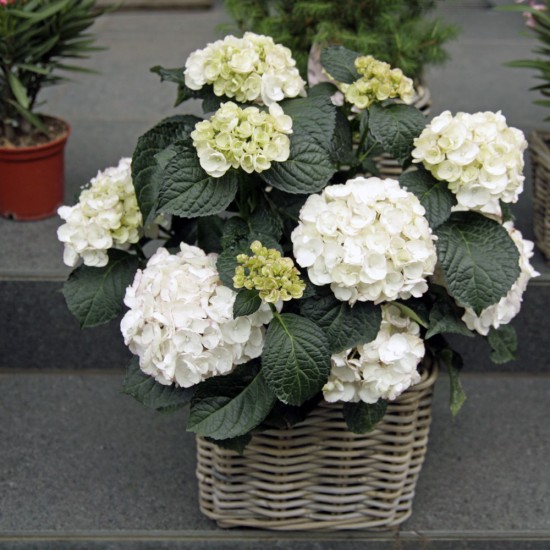 XXL Hortensie weiss