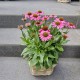 XXL Echinacea pink