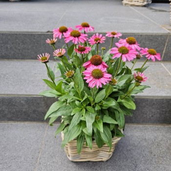 XXL Echinacea pink