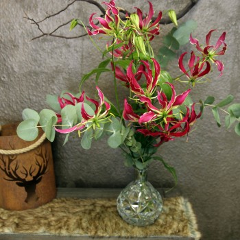 Strauß Gloriosa
