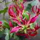 Strauß Gloriosa