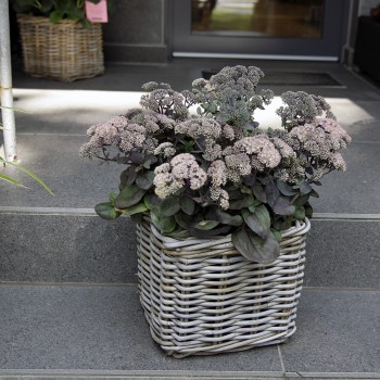 XXL Sedum Fette Henne stehend