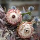 Strauß Protea
