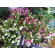 Pernettya rosa Beeren
