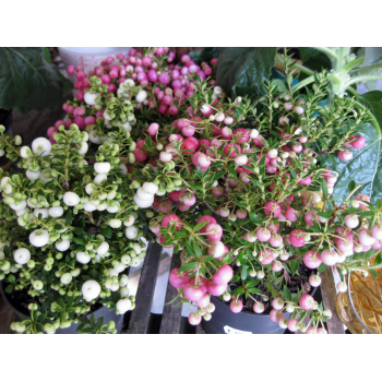 Pernettya rosa Beeren