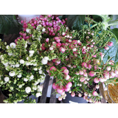 Pernettya rosa Beeren