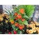Physalis Lampionblume