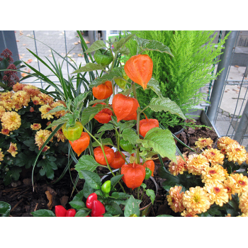 Physalis Lampionblume