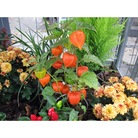 Physalis Lampionblume