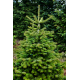 Weihnachtsbaum 1A Premium-Qualität Höhe ca. 1,10 Meter