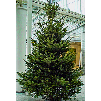 Ca. 2,75 Meter Weihnachtsbaum 1A Premium-Qualität