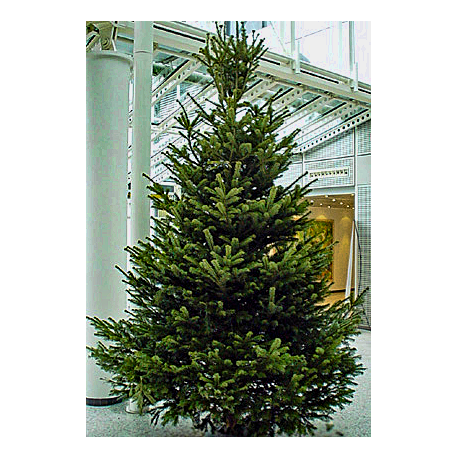 Ca. 2,75 Meter Weihnachtsbaum 1A Premium-Qualität
