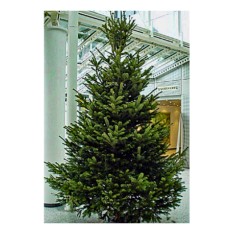 3,0 Meter Weihnachtsbaum 1A Premium-Qualität