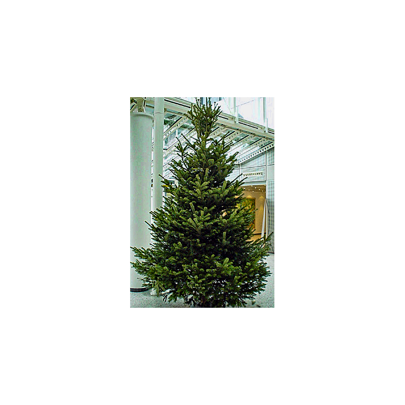 3 0 meter weihnachtsbaum 1a premium qualit 228 t 3 0 meter weihnachtsbaum 1a premium qualit 228 t