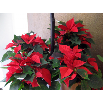Weihnachtsstern rot