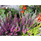 Calluna Heidekraut mehrfarbig