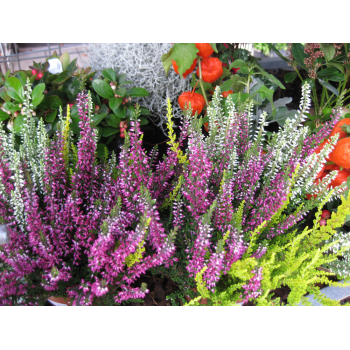 Calluna Heidekraut mehrfarbig